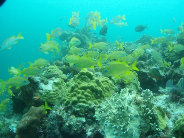  Paysages sous-marins 